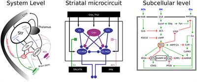 Basal Ganglia Neuromodulation Over Multiple Temporal and Structural Scales—Simulations of Direct Pathway MSNs Investigate the Fast Onset of Dopaminergic Effects and Predict the Role of Kv4.2